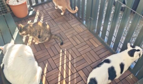 coco & fumi & Lin & Ryu