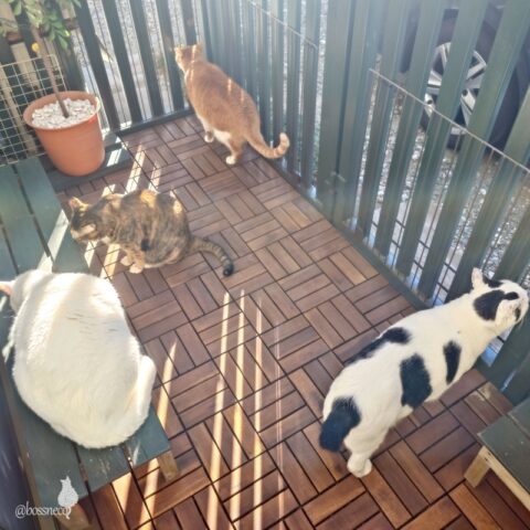 coco & fumi & Lin & Ryu