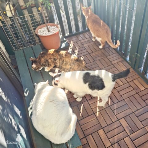 coco & fumi & Lin & Ryu