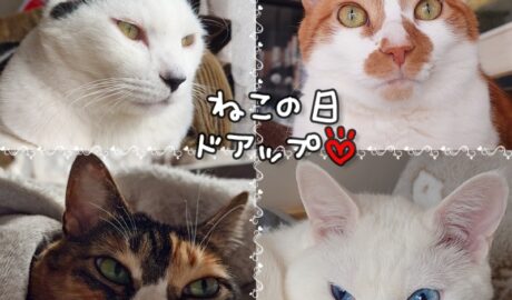 coco & fumi & Lin & Ryu