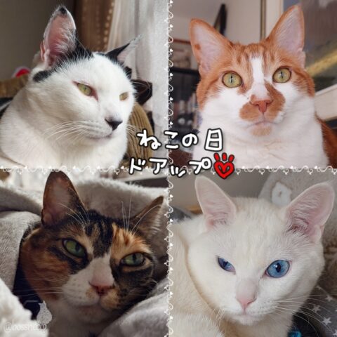 coco & fumi & Lin & Ryu