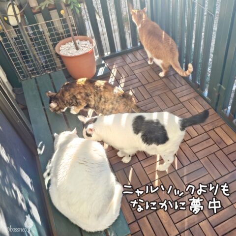 coco & fumi & Lin & Ryu