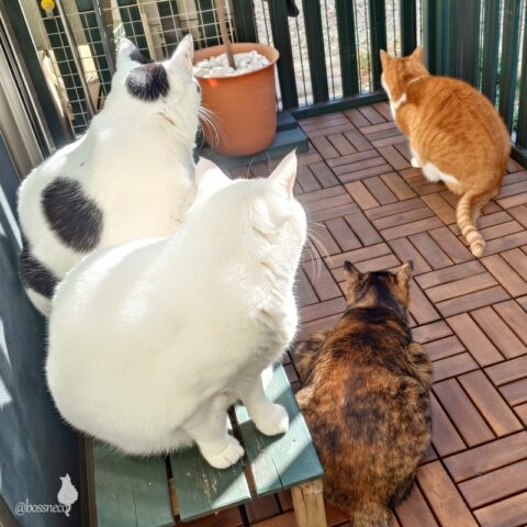 coco & fumi & Lin & Ryu