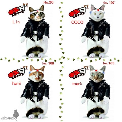 キジ白レディース