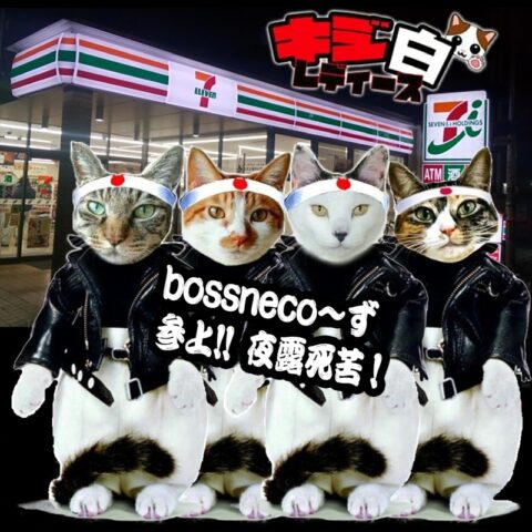 キジ白レディース