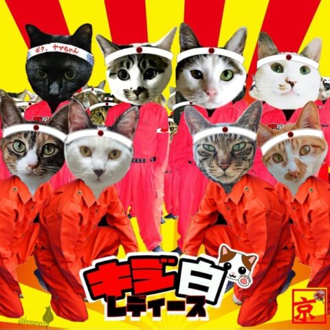 キジ白レディース