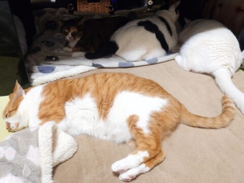 coco & fumi & Lin & Ryu