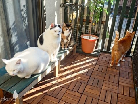 coco & fumi & Lin & Ryu