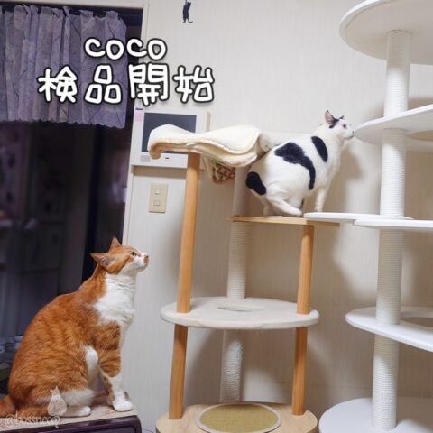 coco & fumi