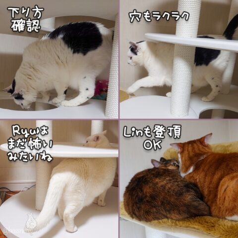 coco & fumi & Lin & Ryu