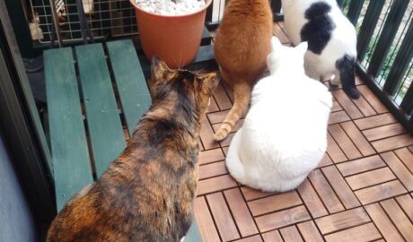 coco & fumi & Lin & Ryu