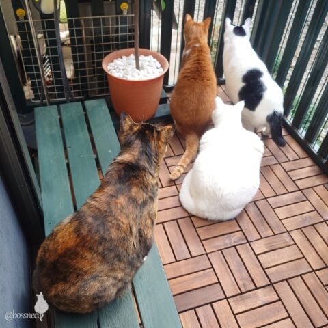 coco & fumi & Lin & Ryu