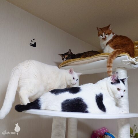 coco & fumi & Lin & Ryu