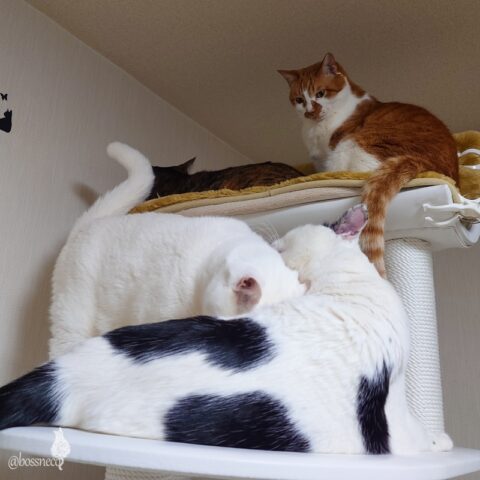 coco & fumi & Lin & Ryu