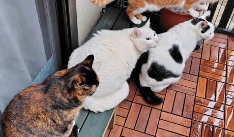 coco & fumi & Lin & Ryu