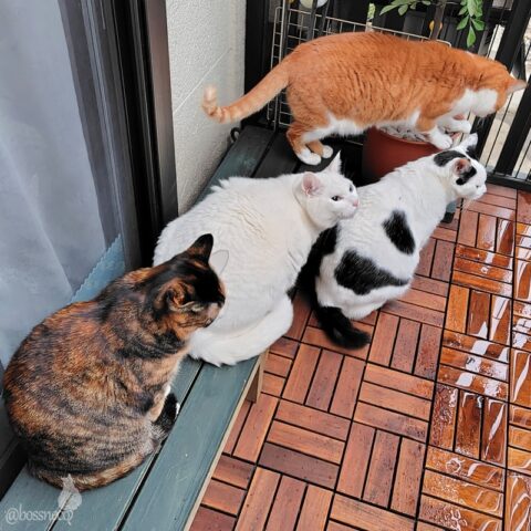 coco & fumi & Lin & Ryu