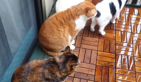 coco & fumi & Lin & Ryu