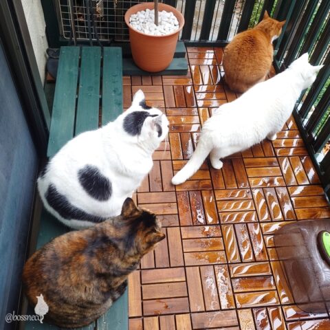 coco & fumi & Lin & Ryu