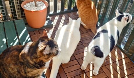 coco & fumi & Lin & Ryu