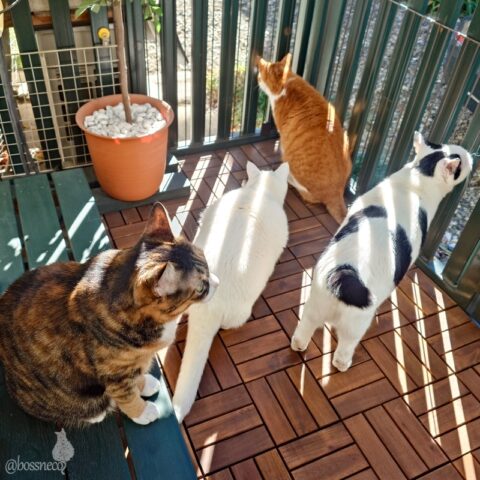 coco & fumi & Lin & Ryu