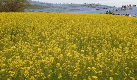 ひたち海浜公園の菜の花とネモフィラ
