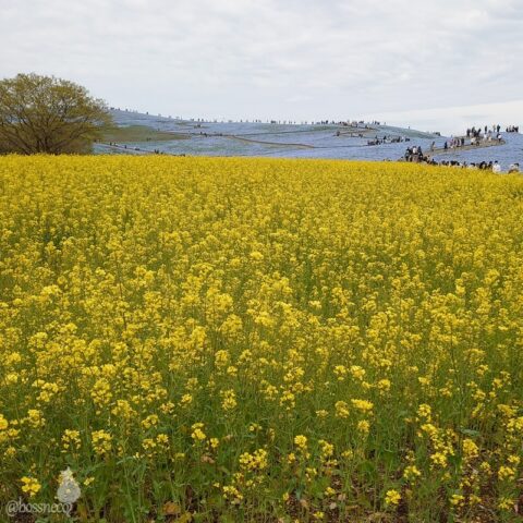 ひたち海浜公園の菜の花とネモフィラ