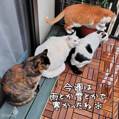 coco & fumi & Lin & Ryu