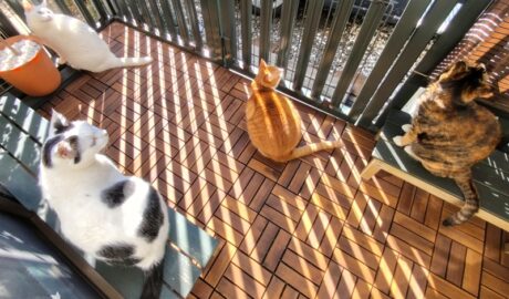 coco & fumi & Lin & Ryu