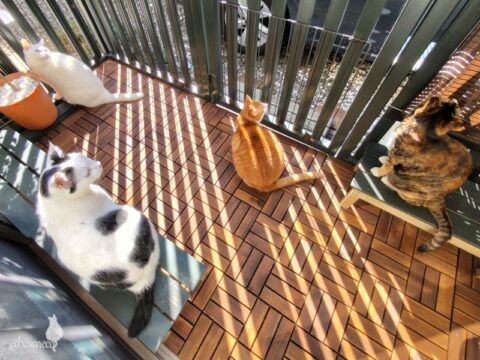 coco & fumi & Lin & Ryu