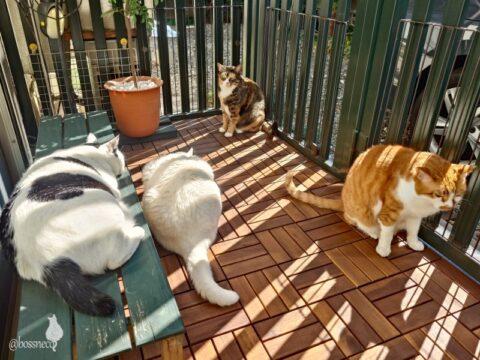 coco & fumi & Lin & Ryu