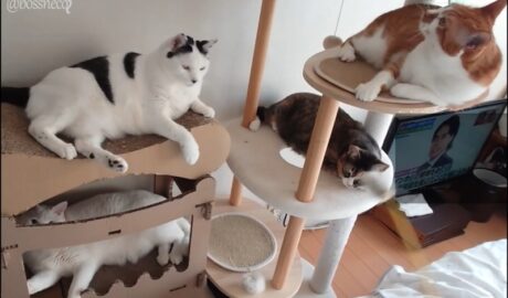 coco & fumi & Lin & Ryu