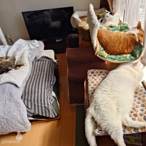 coco & fumi & Lin & Ryu