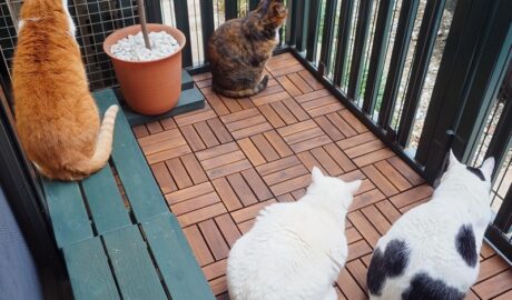 coco & fumi & Lin & Ryu