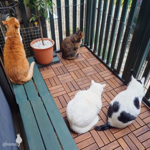 coco & fumi & Lin & Ryu