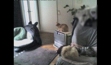 お留守番カメラ