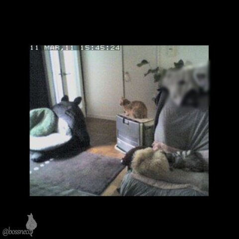 お留守番カメラ