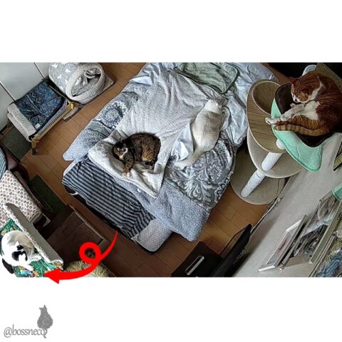 お留守番カメラ