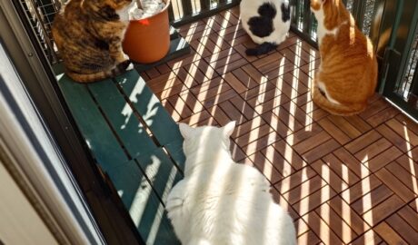 coco & fumi & Lin & Ryu