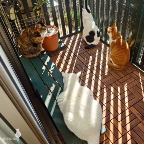 coco & fumi & Lin & Ryu