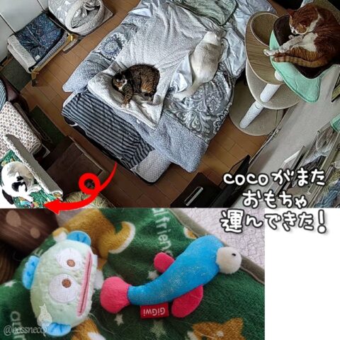 coco & fumi & Lin & Ryu