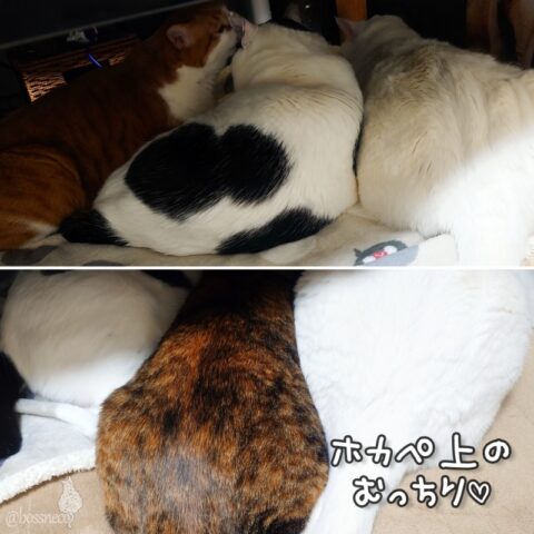 coco & fumi & Lin & Ryu