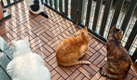 coco & fumi & Lin & Ryu