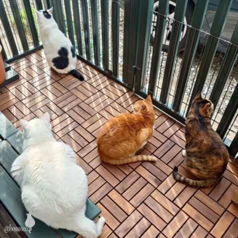 coco & fumi & Lin & Ryu