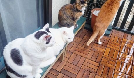 coco & fumi & Lin & Ryu