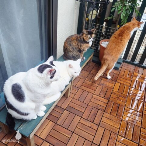 coco & fumi & Lin & Ryu