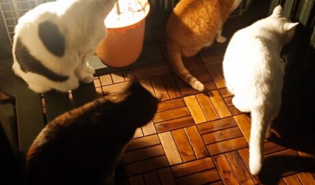 coco & fumi & Lin & Ryu