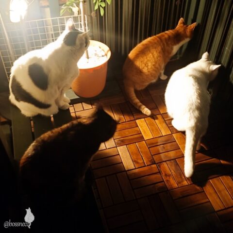 coco & fumi & Lin & Ryu