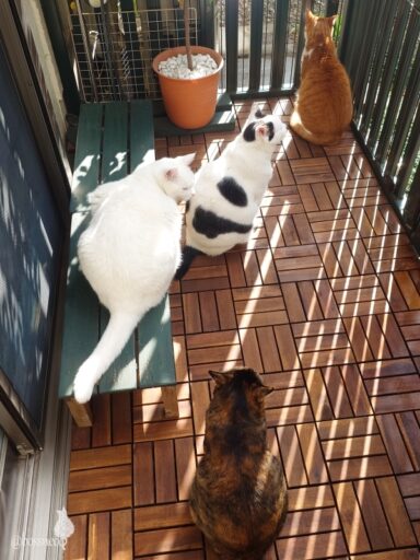 coco & fumi & Lin & Ryu