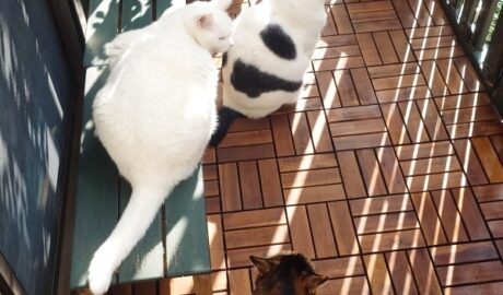 coco & fumi & Lin & Ryu