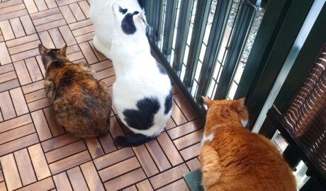 coco & fumi & Lin & Ryu